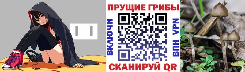 купить закладку  Губкин  Галлюциногенные грибы Cubensis 